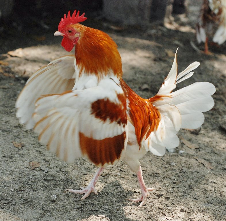 Red Pyle Old English Bantam Chicks Cackle Hatchery
