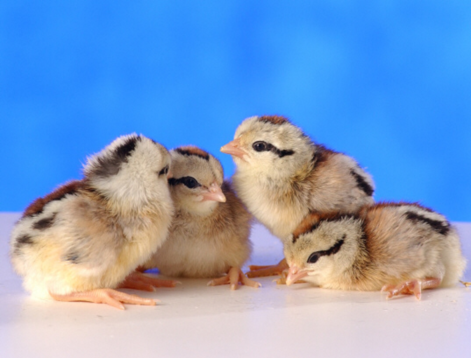 Silver Duckwing Jungle Fowl Old English Cackle Hatchery