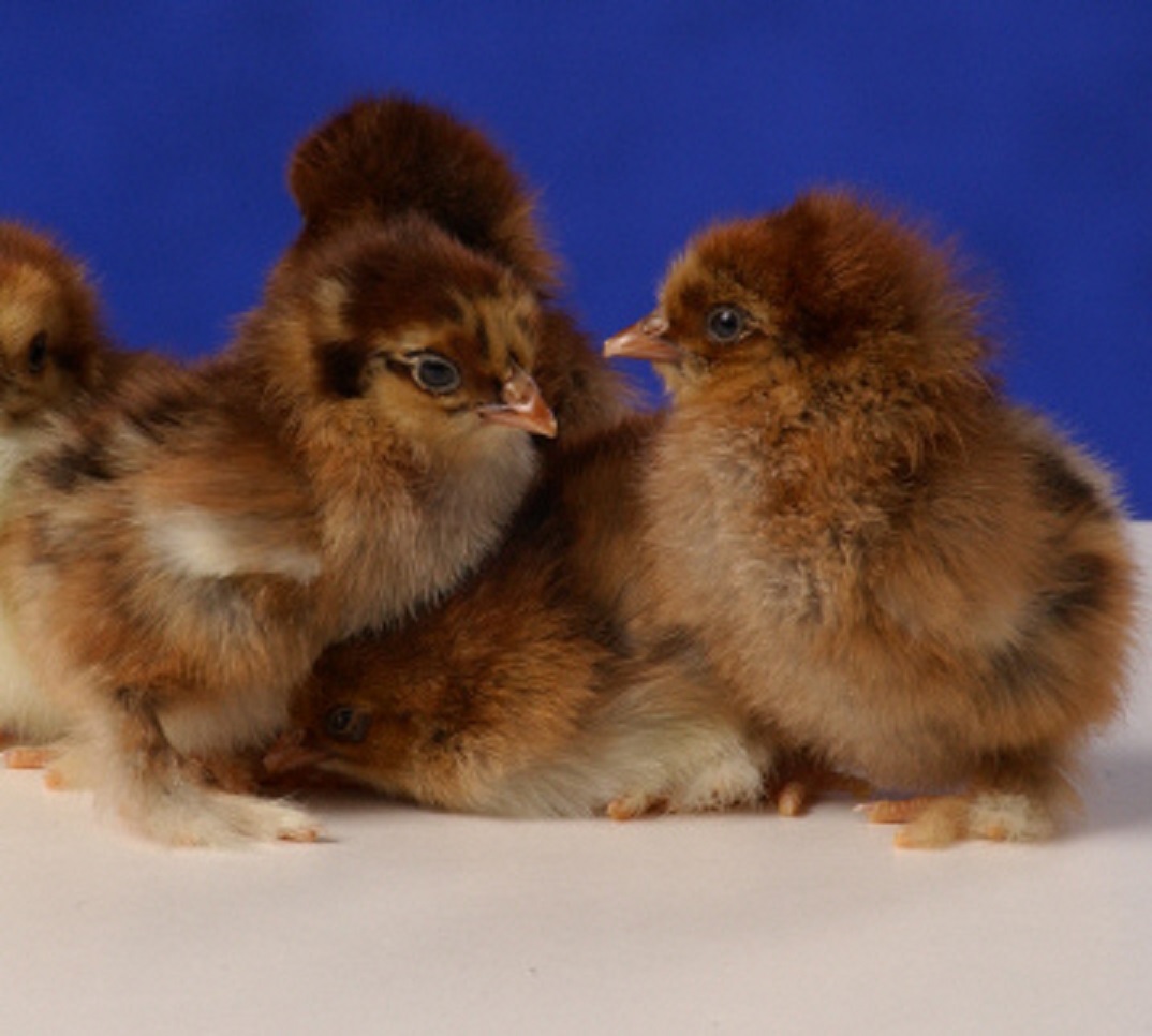 Partridge Cochin Bantam - Chicks for Sale | Cackle Hatchery