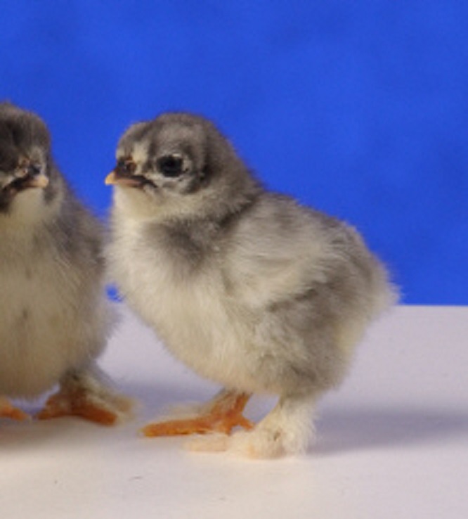 Blue Cochin Bantam Baby Chicks for Sale Cackle Hatchery