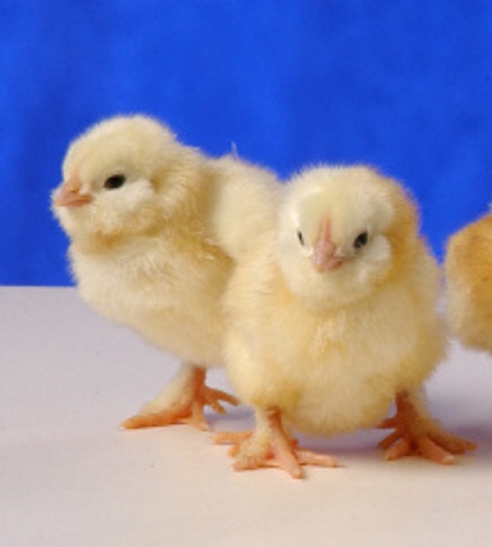Salmon Faverolle Chickens Baby Chicks for Sale Cackle Hatchery