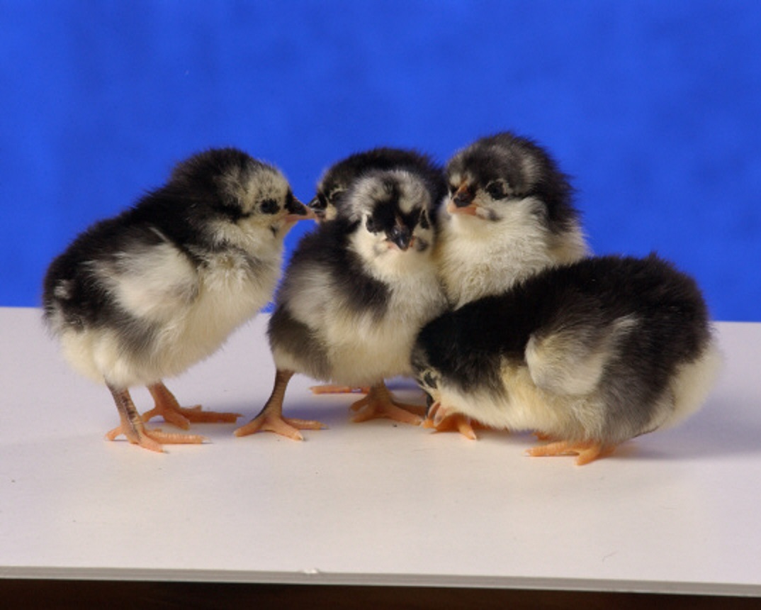 Black Australorp Chickens Chicks for Sale Online Cackle Hatchery