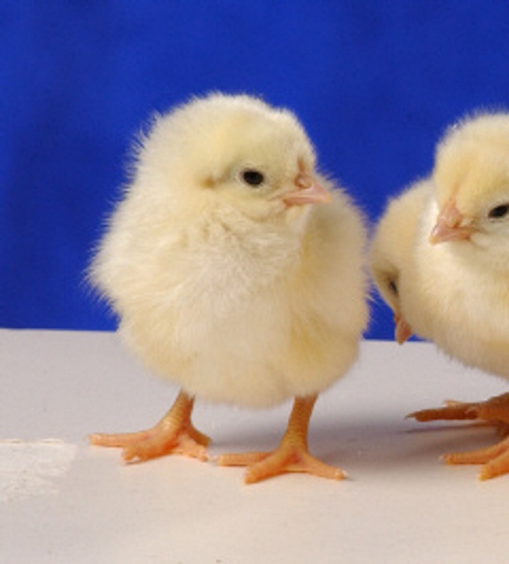 Golden Comet Chicken