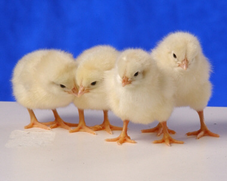 Cinnamon Queen Chickens Baby Chicks for Sale Cackle Hatchery