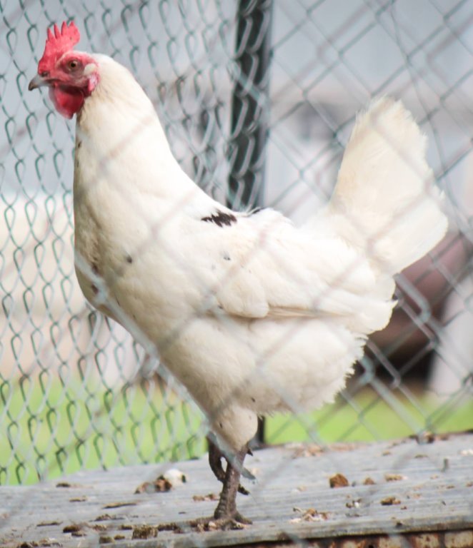 Austra White White Egg Laying Chickens for Sale Cackle Hatchery
