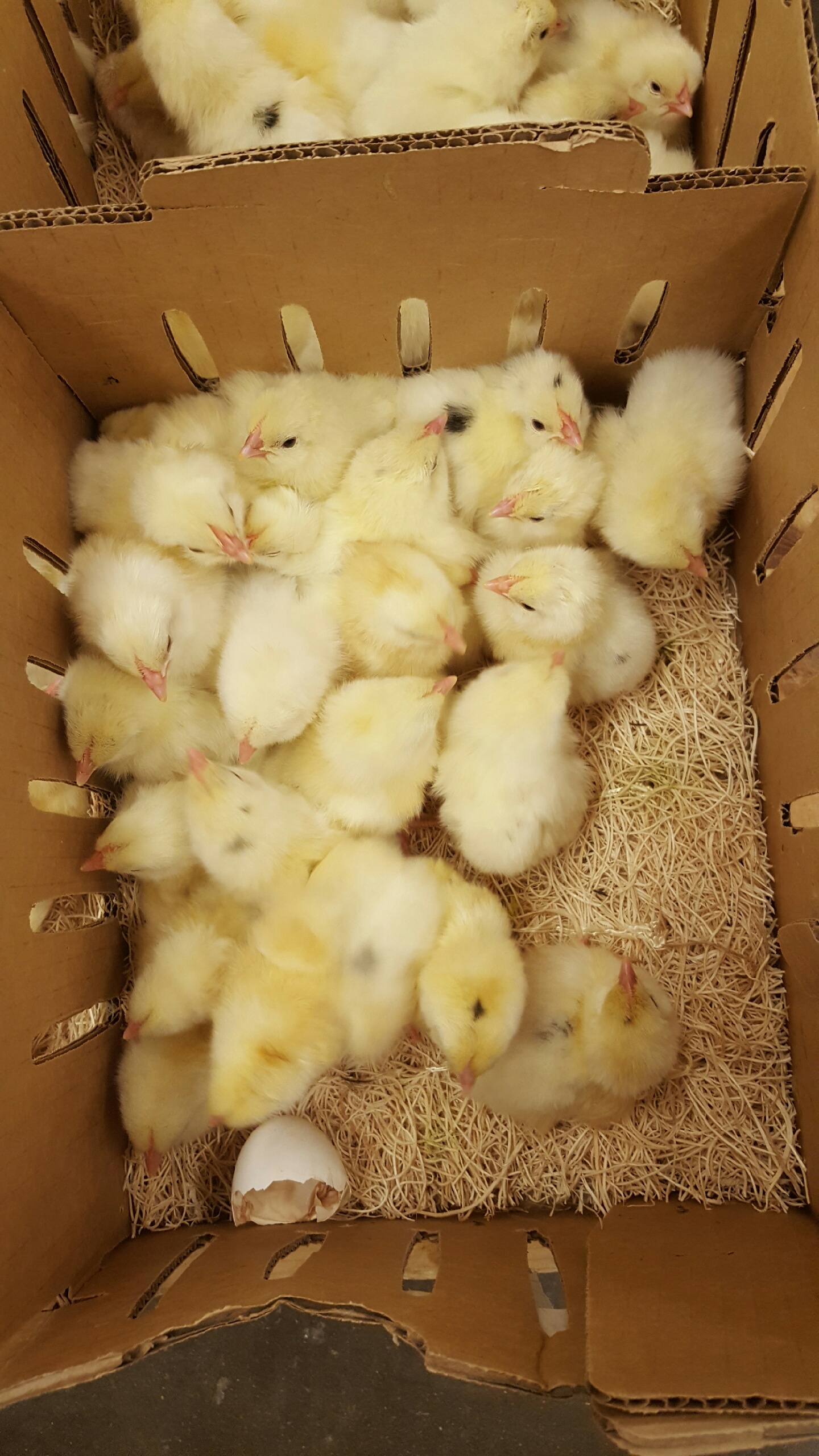 Austra White White Egg Laying Chickens for Sale Cackle Hatchery