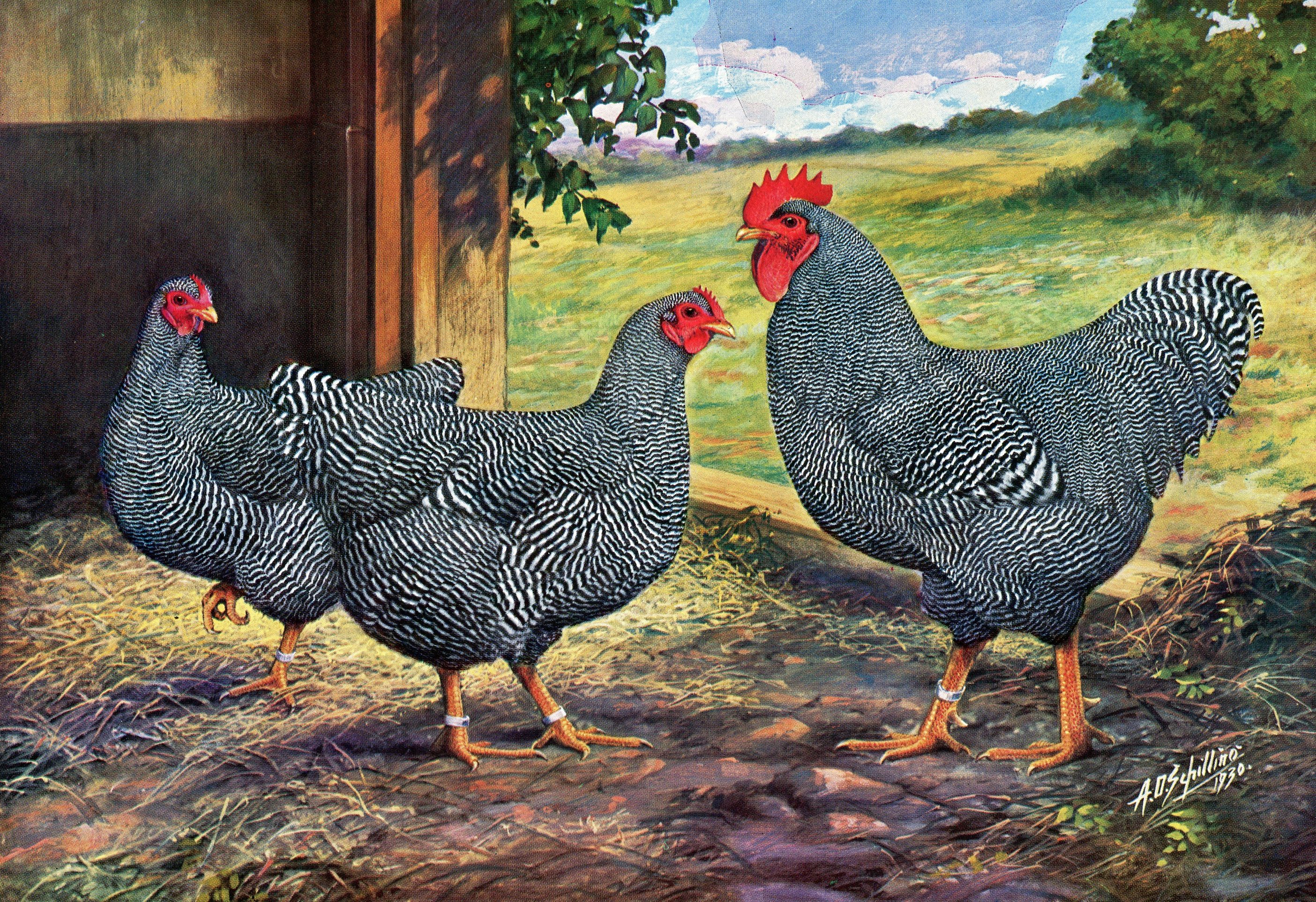 Barred Rock Chickens For Sale Cackle Hatchery