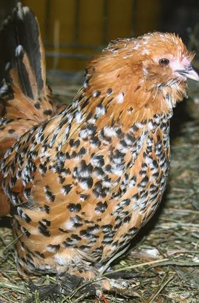 Mille Fleur D'Uccle Bantam Chicks for Sale Cackle Hatchery