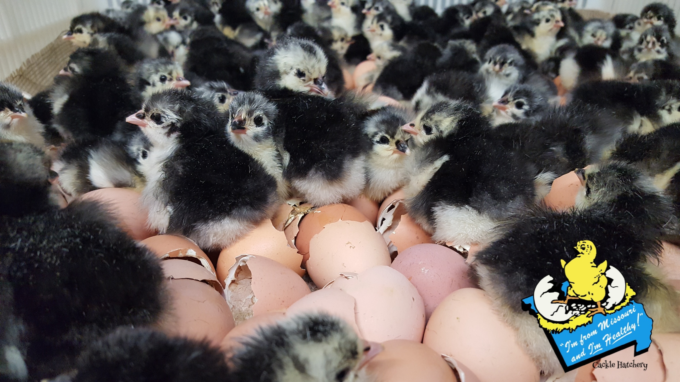 Black Australorp Chickens - Chicks for Sale Online | Cackle Hatchery