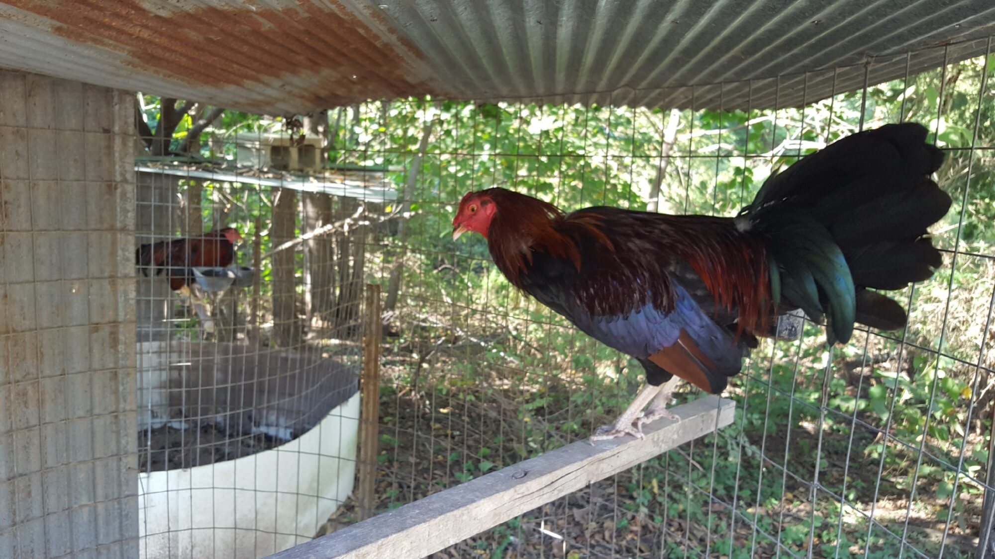 Black Breasted Red Standard Old English Cackle Hatchery