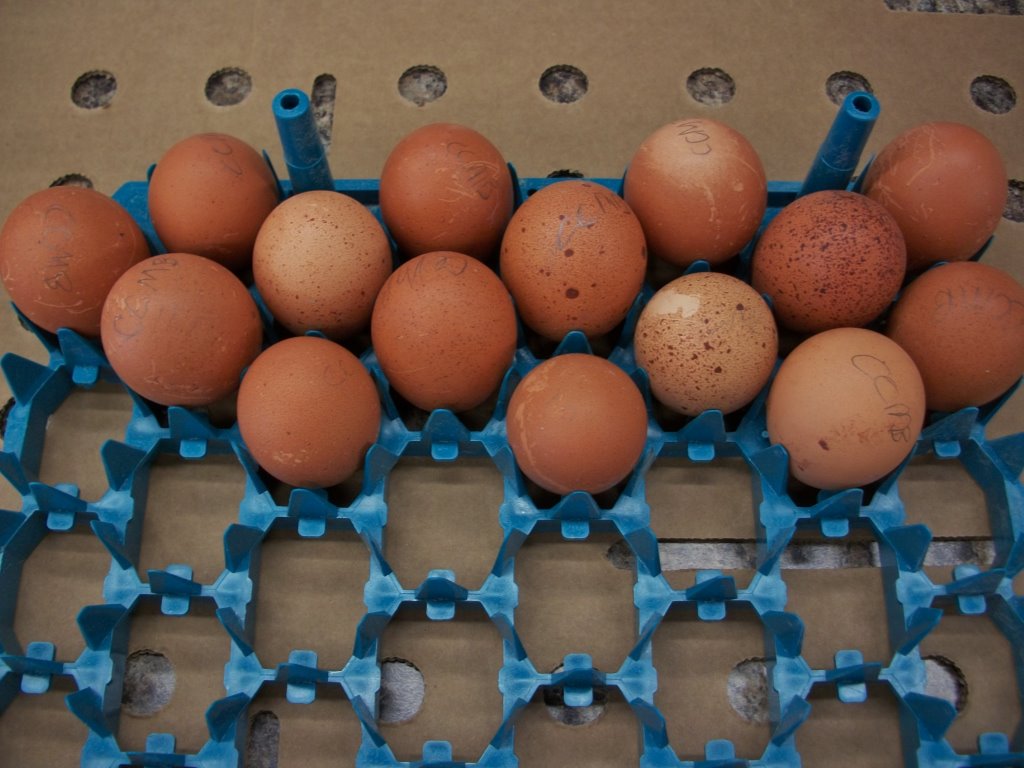 French Black Copper Marans Chicken Breeds Cackle Hatchery