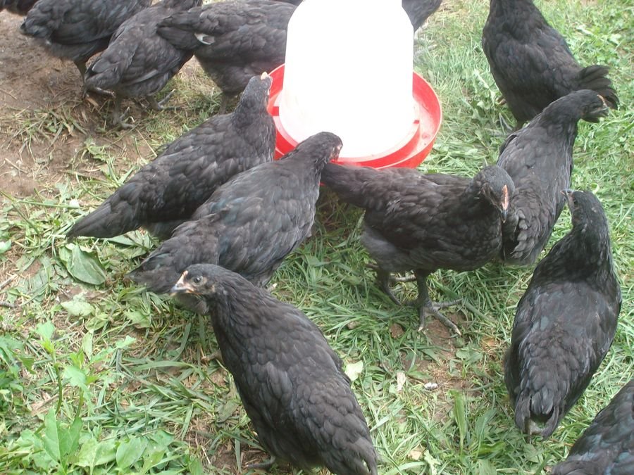 jersey giant rooster size