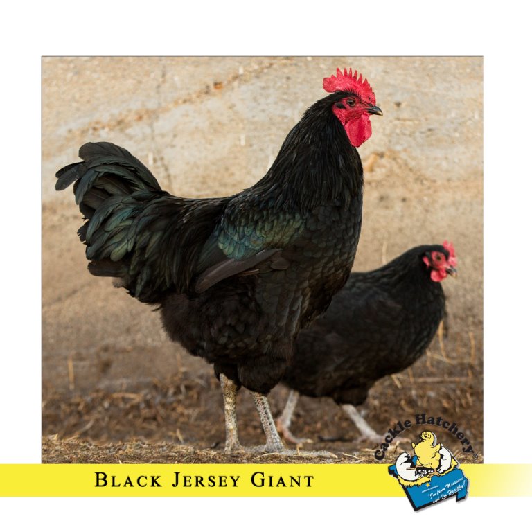 black jersey giant chickens for sale