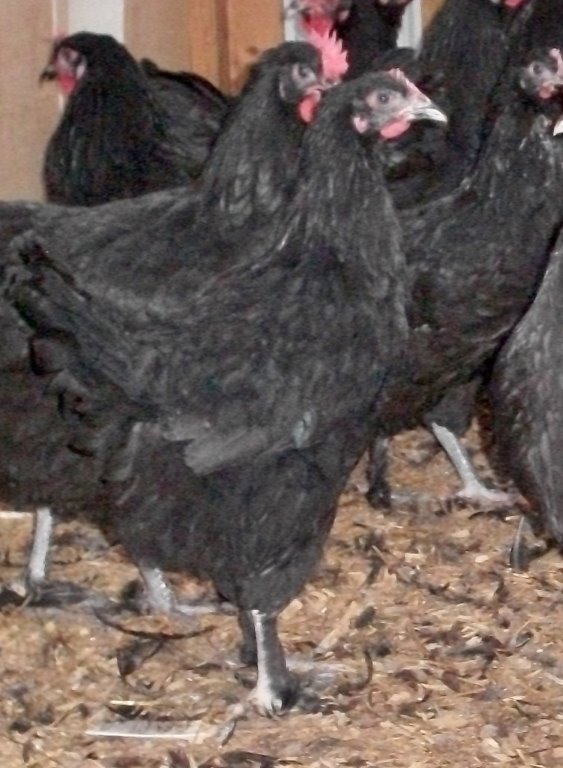 French Black Marans - Dark Brown Egg Layer | Cackle Hatchery