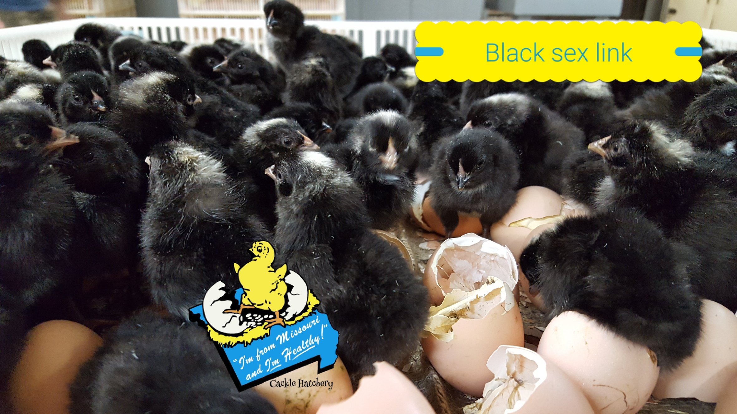 Black Sex Link Brown Egg Laying Chickens Cackle Hatchery