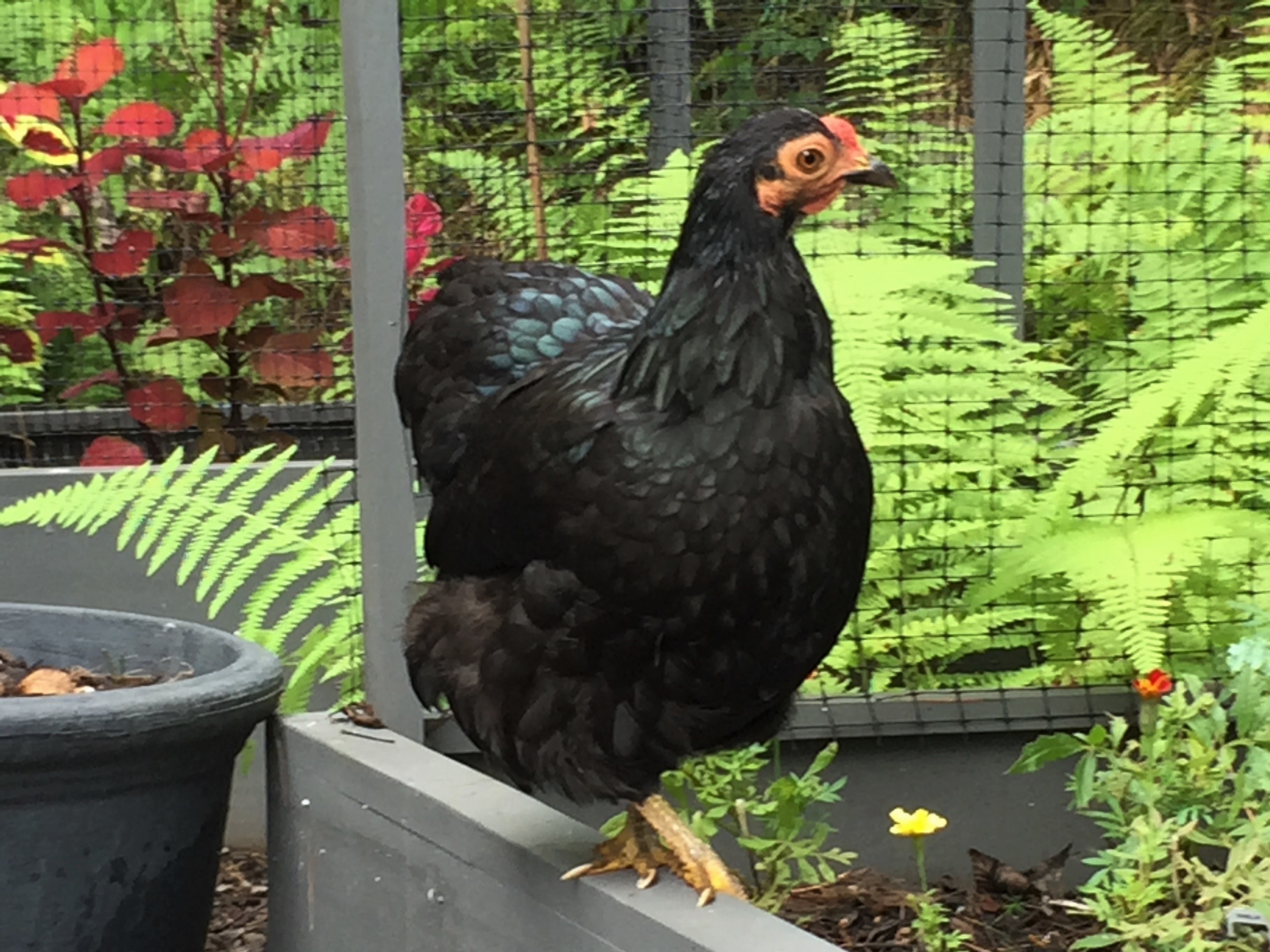Black Wyandotte Bantam Chickens for Sale | Cackle Hatchery