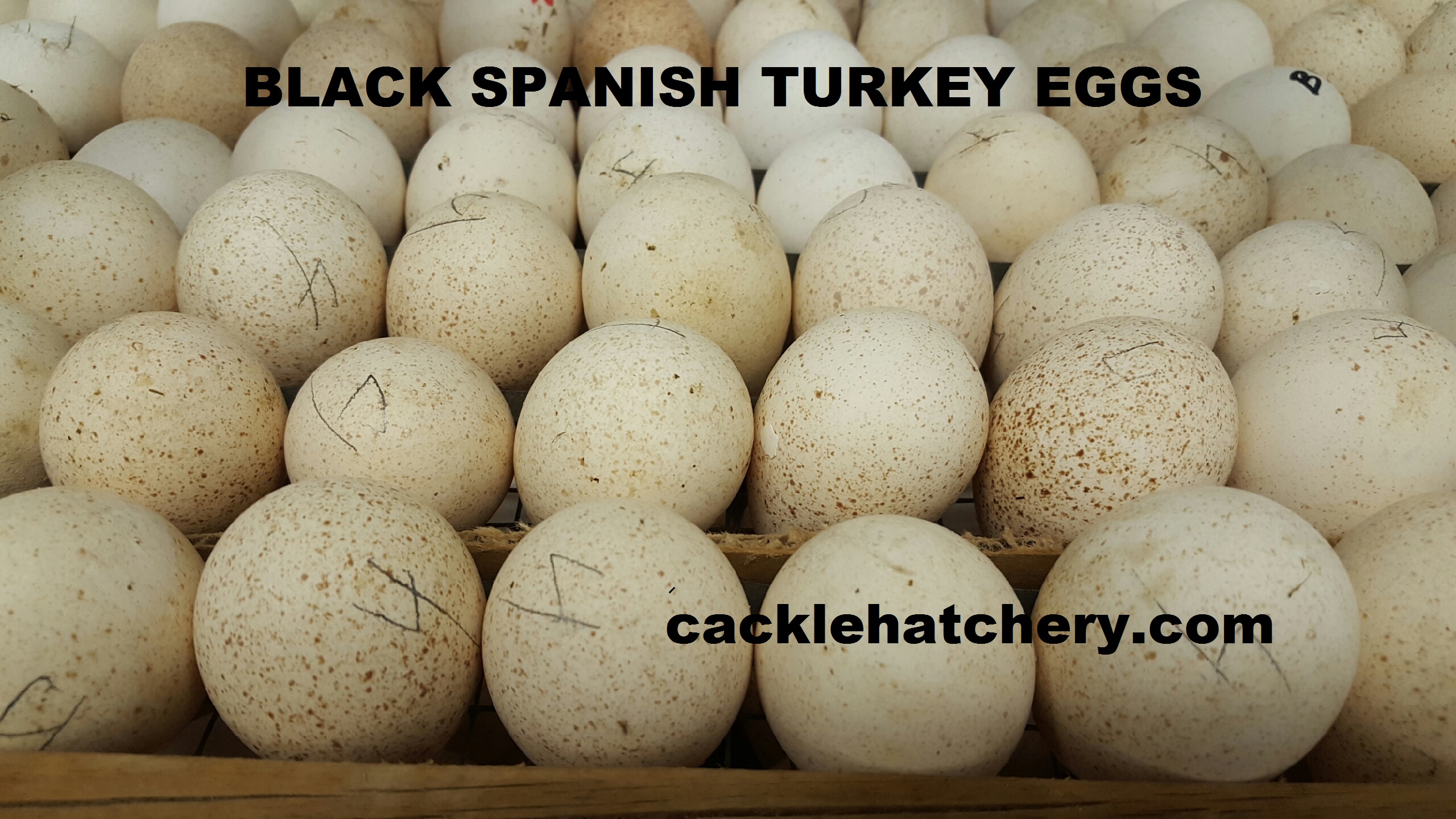 What color are turkey eggs?