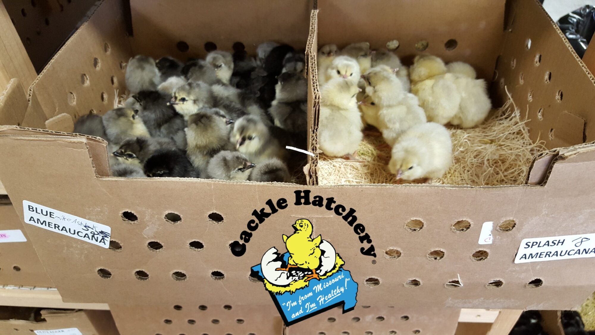Blue Ameraucana Chicks for Sale Cackle Hatchery