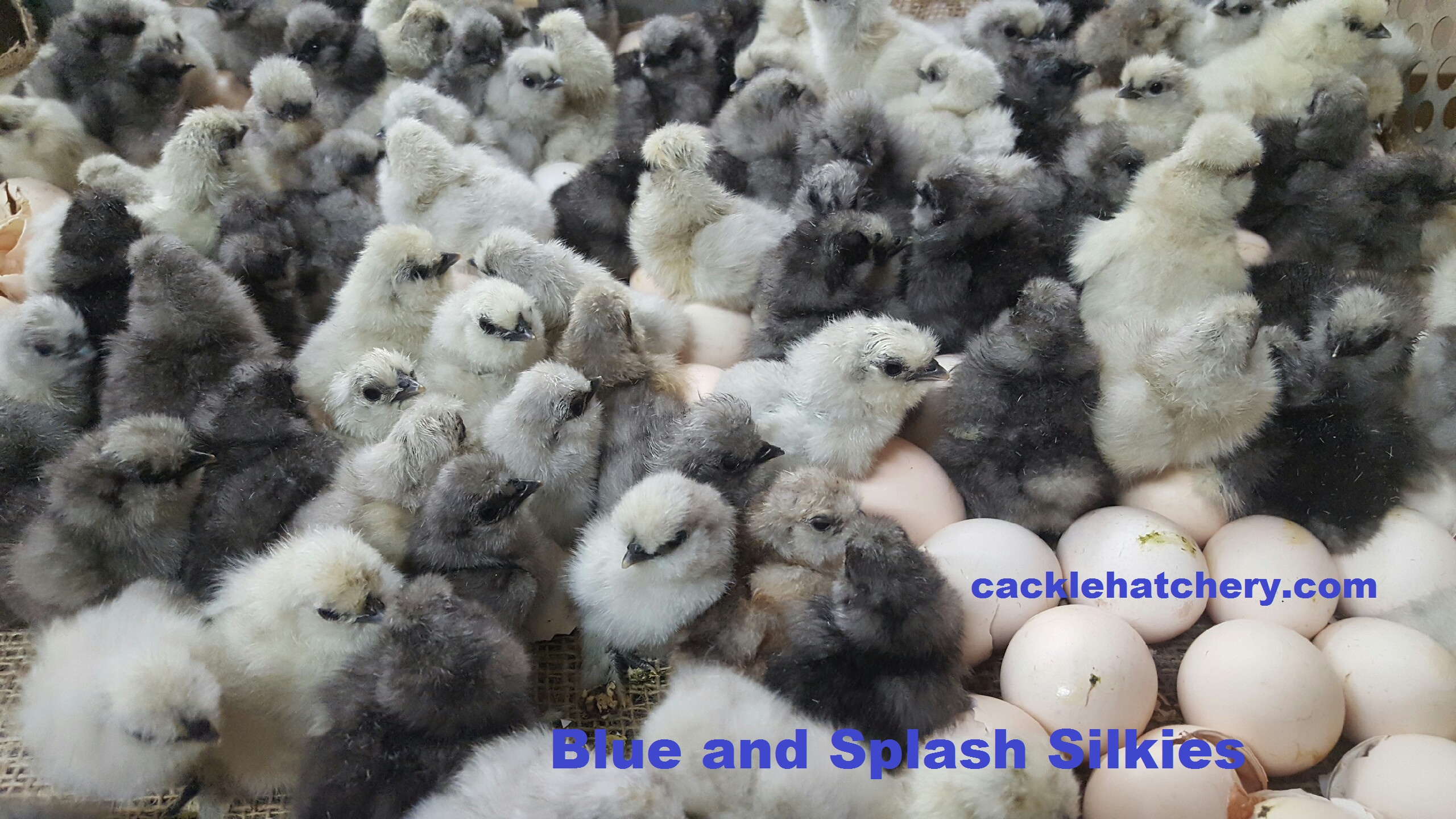 Silkie Chicken Colors Chart