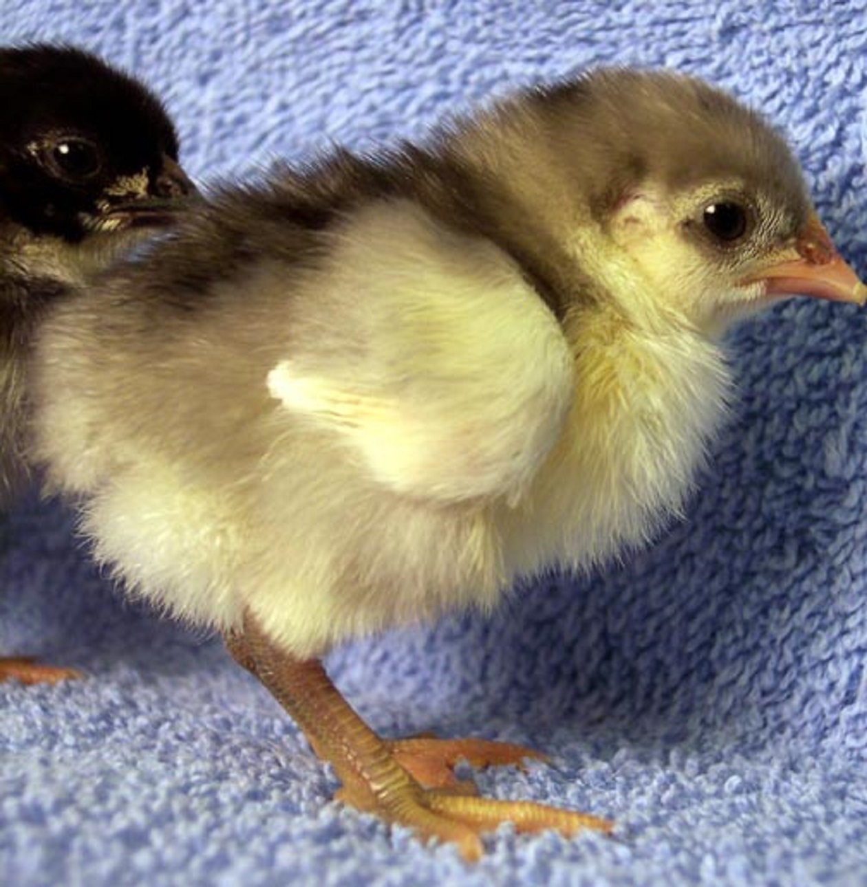 Blue Old English Bantam Bantam Chicks Cackle Hatchery