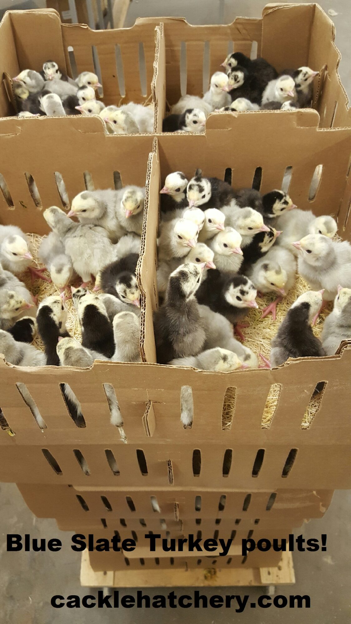 Blue Slate Turkey Turkey Poults for Sale Cackle Hatchery Blue Slate Turkey Turkey Poults for Sale Cackle Hatchery