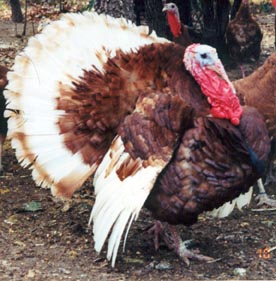 Bourbon Red Turkey Heritage Turkey Poults Cackle Hatchery