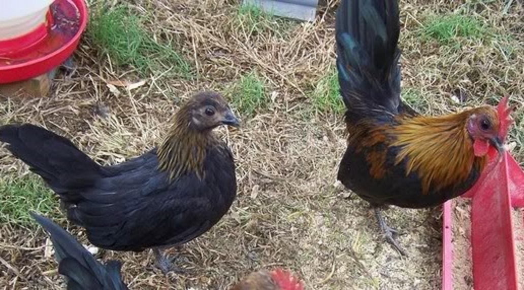 Brown Red Old English Bantam Chickens Cackle Hatchery