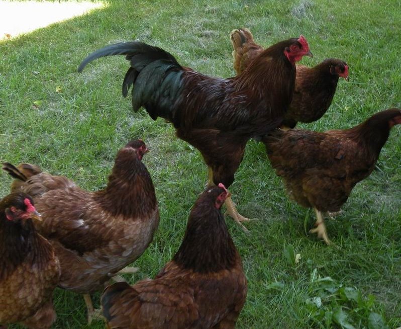 Buckeye Chickens - Baby Chicks for Sale Cackle Hatchery Buckeye Chickens - Baby Chicks for Sale Cackle Hatchery