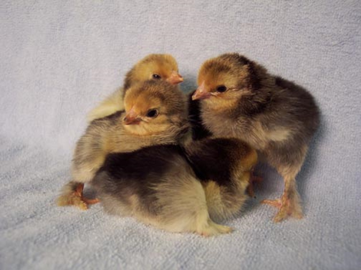 Buff Brahma Bantam Chickens for Sale Cackle Hatchery