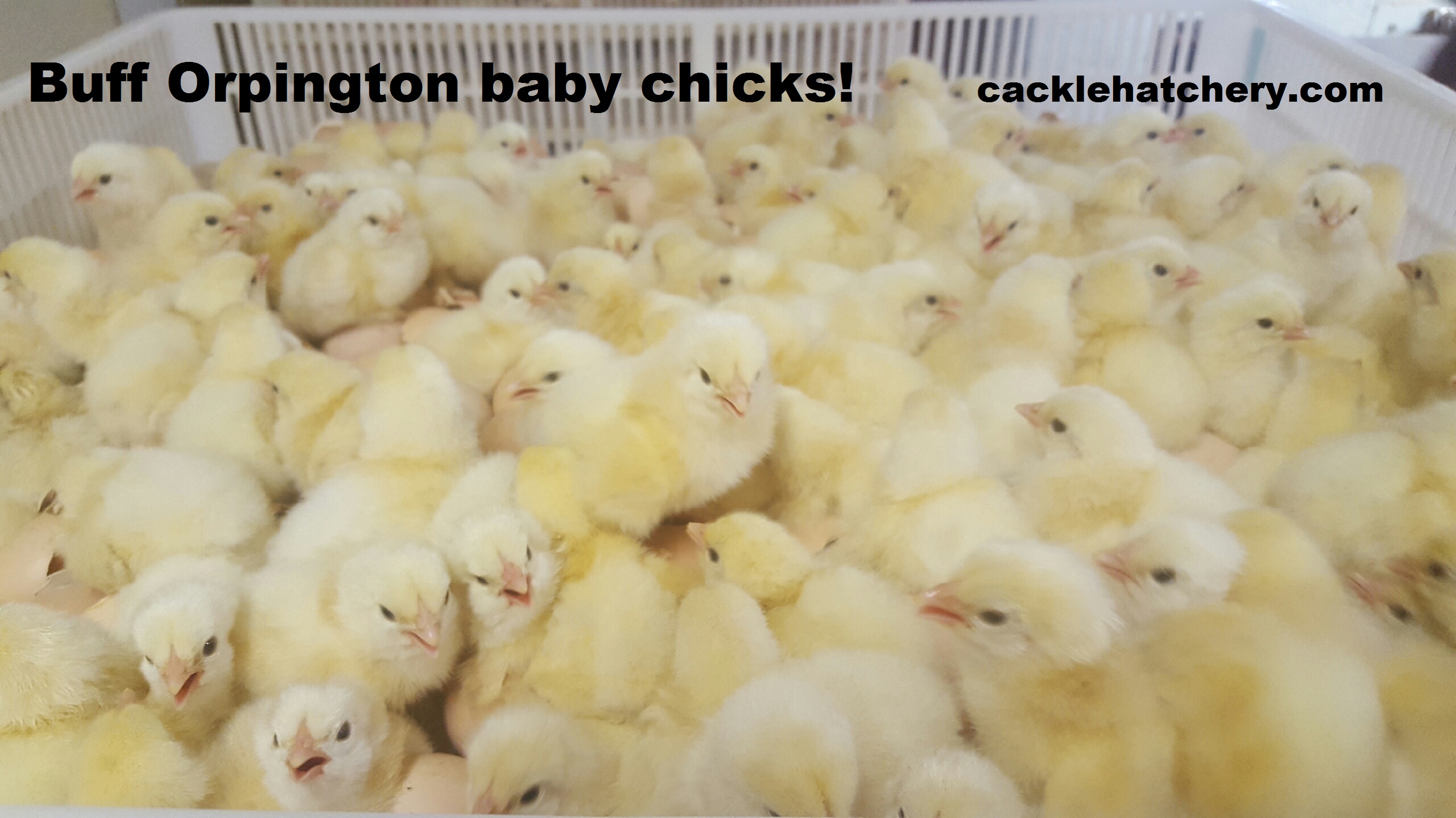 Buff Orpington Baby Chicks For Sale Poultry For Sale Cackle Hatchery
