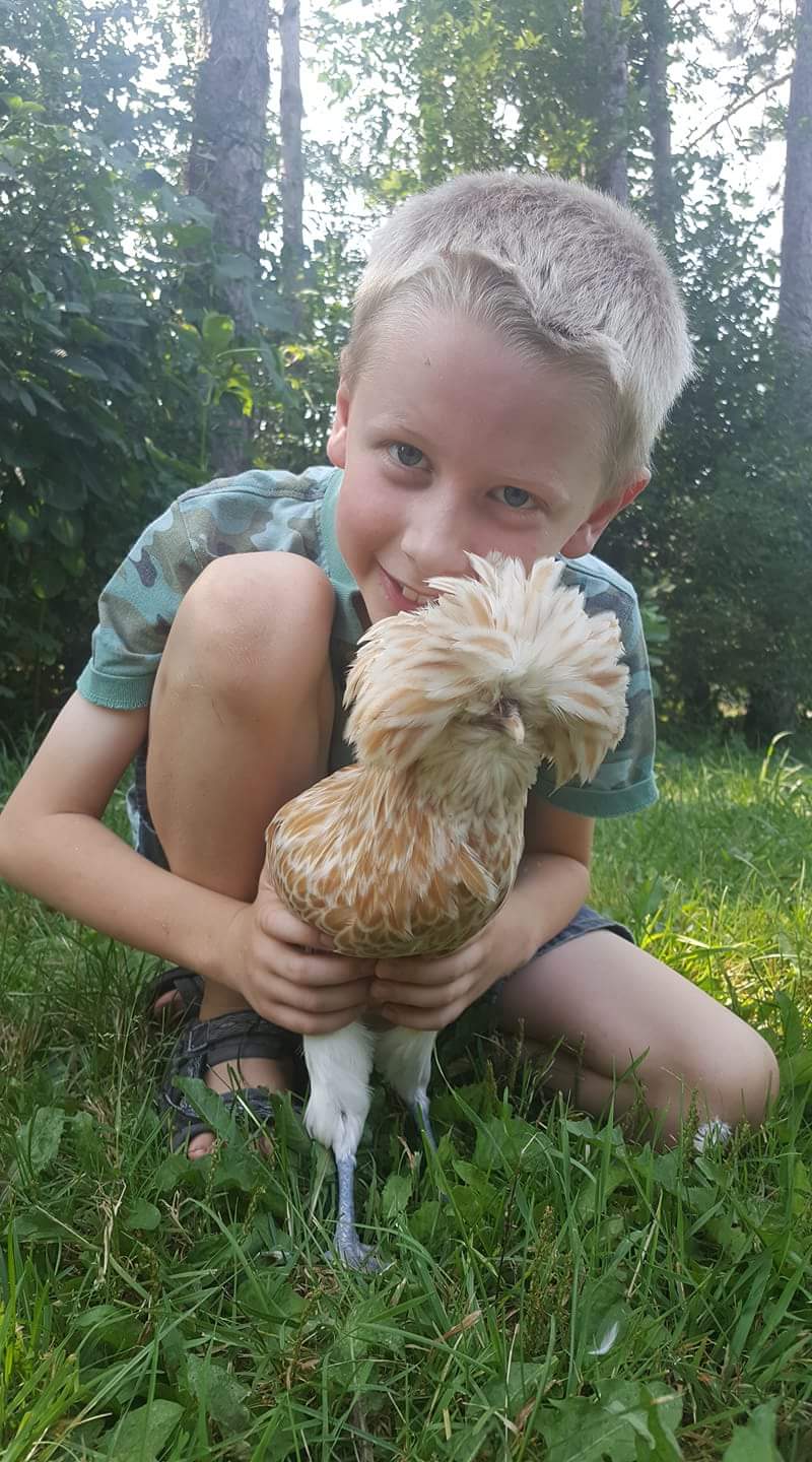 Buff Laced Polish Chicken Chicks for Sale Cackle Hatchery