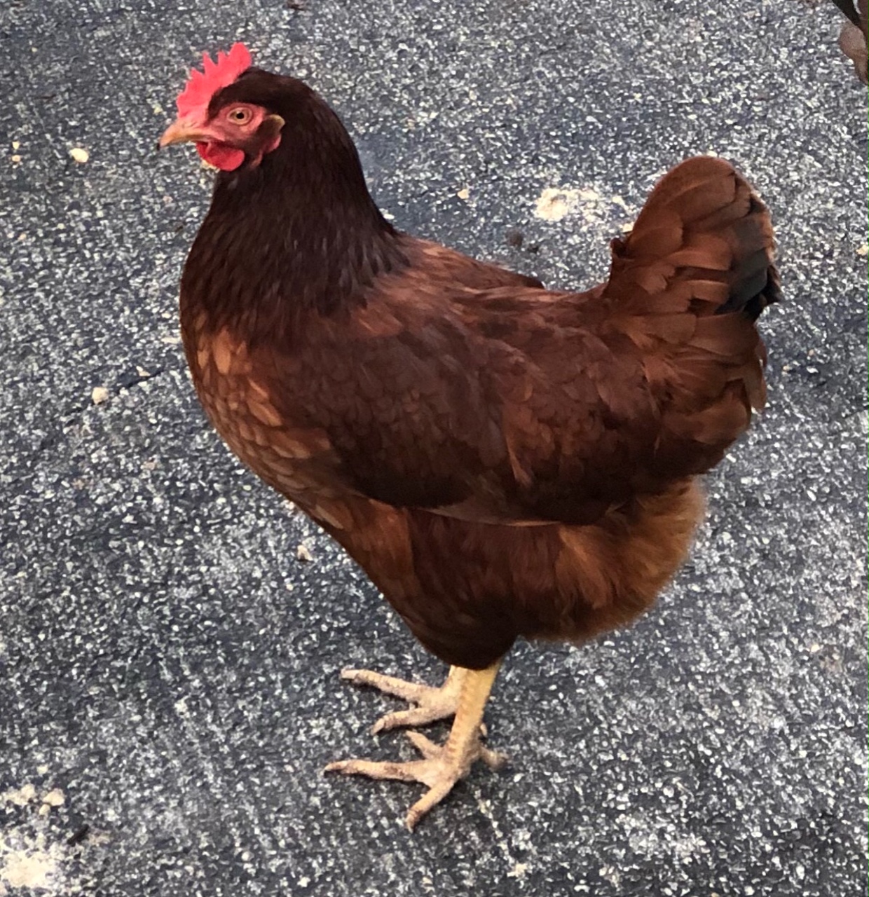 Cherry Eggers Brown Egg Laying Chickens Cackle Hatchery,Boss Wallpaper