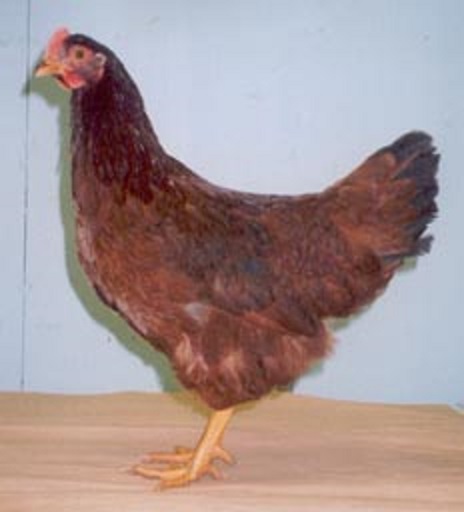 Cherry Eggers Brown Egg Laying Chickens Cackle Hatchery,Yamato Kurosawa Wallpaper