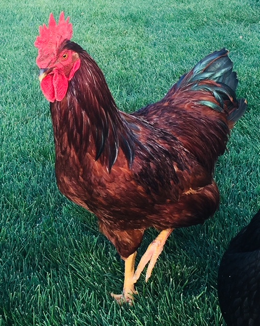 Cherry Eggers Brown Egg Laying Chickens Cackle Hatchery,Jhgjhgjhgjhg