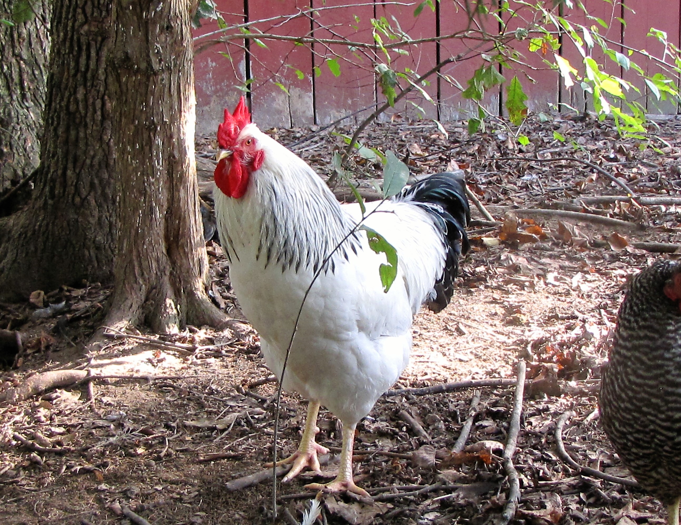 Columbian Rock - Chickens for Sale & Info | Cackle Hatchery
