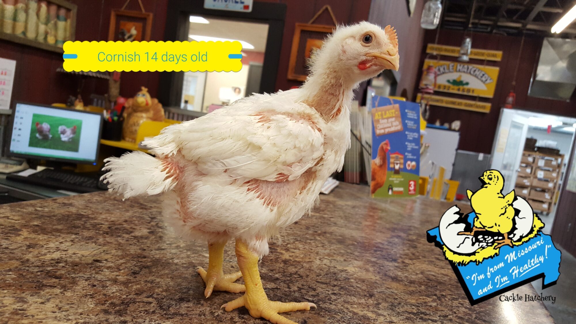 Jumbo Cornish Cross Broiler Meat Chicken For Sale Cackle Hatchery