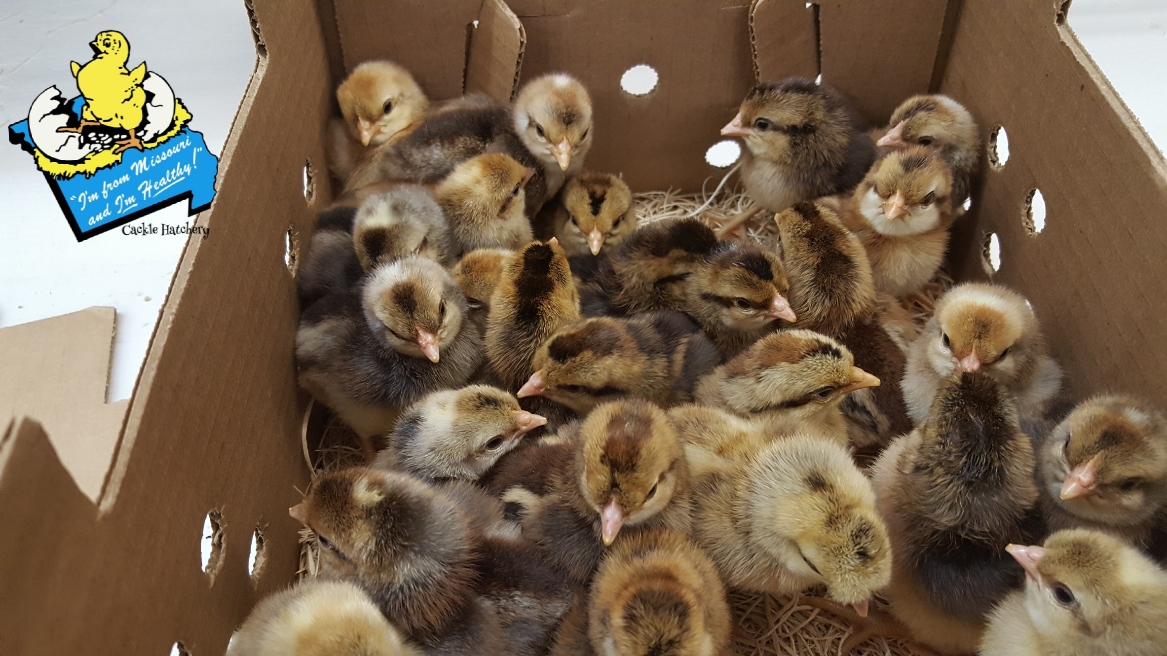 New backyard residents: OKC city council approves chickens, quail on lots under an acre