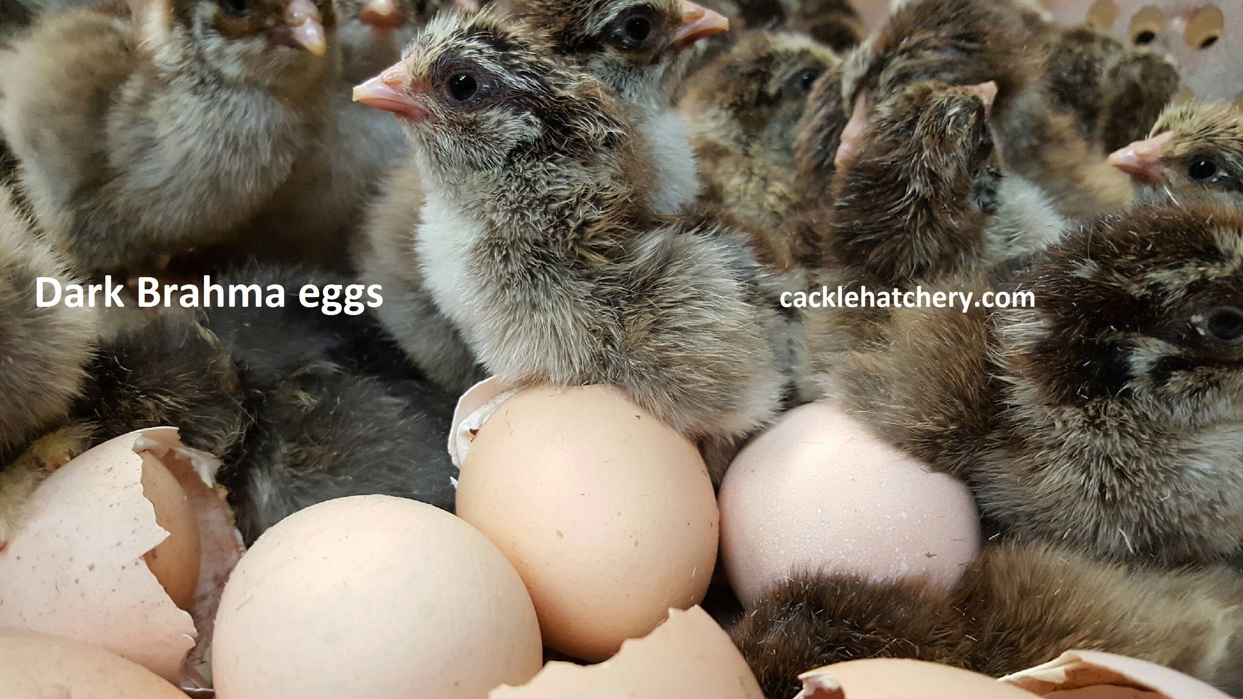 Fertile Coturnix Quail Hatching Eggs Assorted Colors Six+ 6+ FREE Shipping!