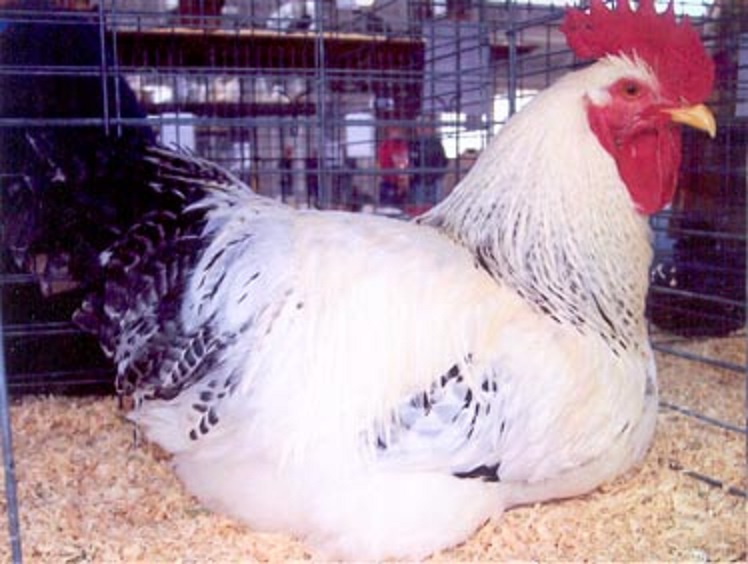 Delaware Chickens Brown Egg Layers Cackle Hatchery