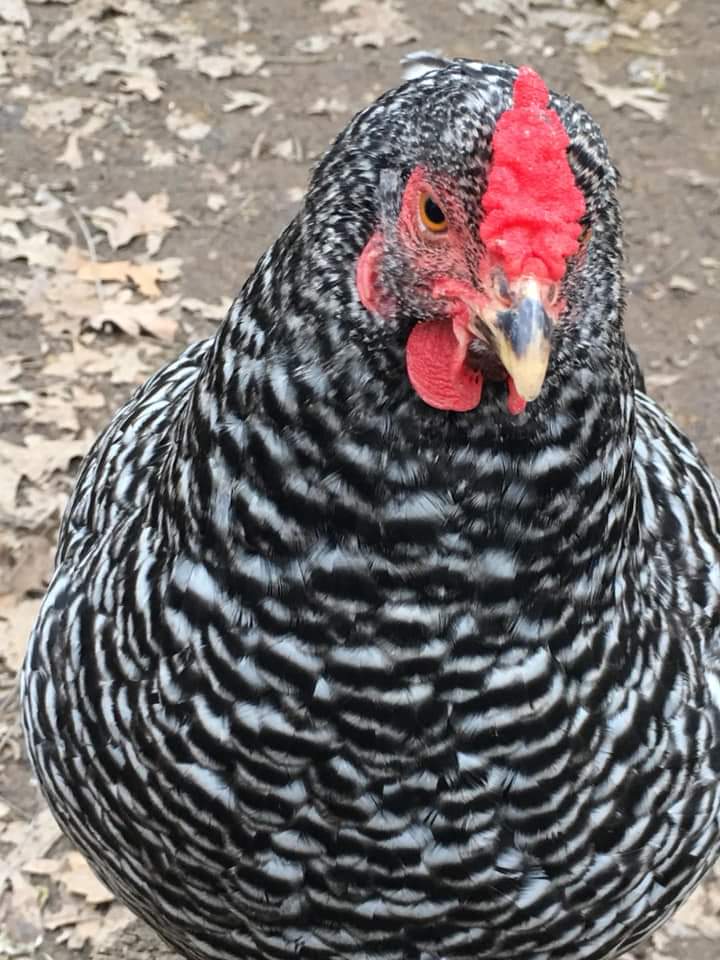 Large chicken coops for sale 11433 Cavell Ln, Hanover, VA 23005