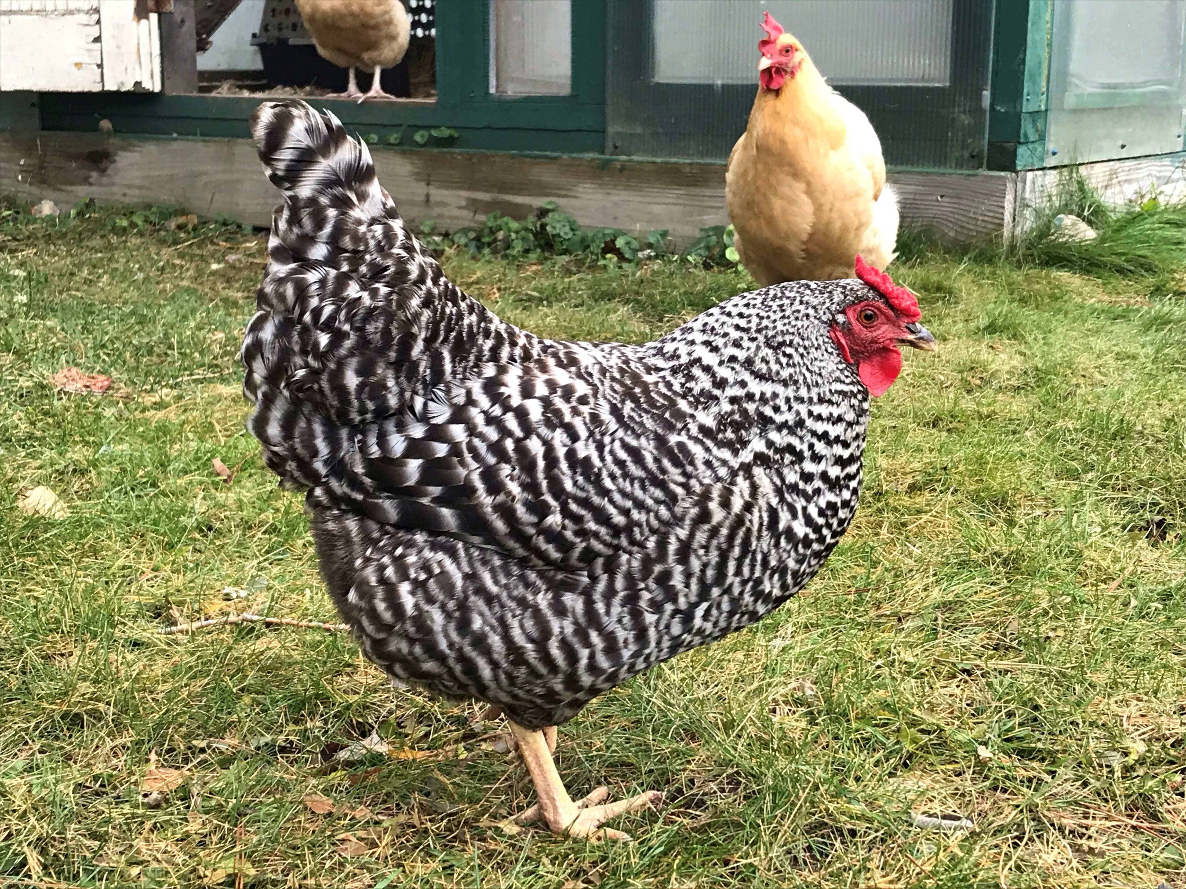 Dominique Chicken Breeds For Sale | Cackle Hatchery