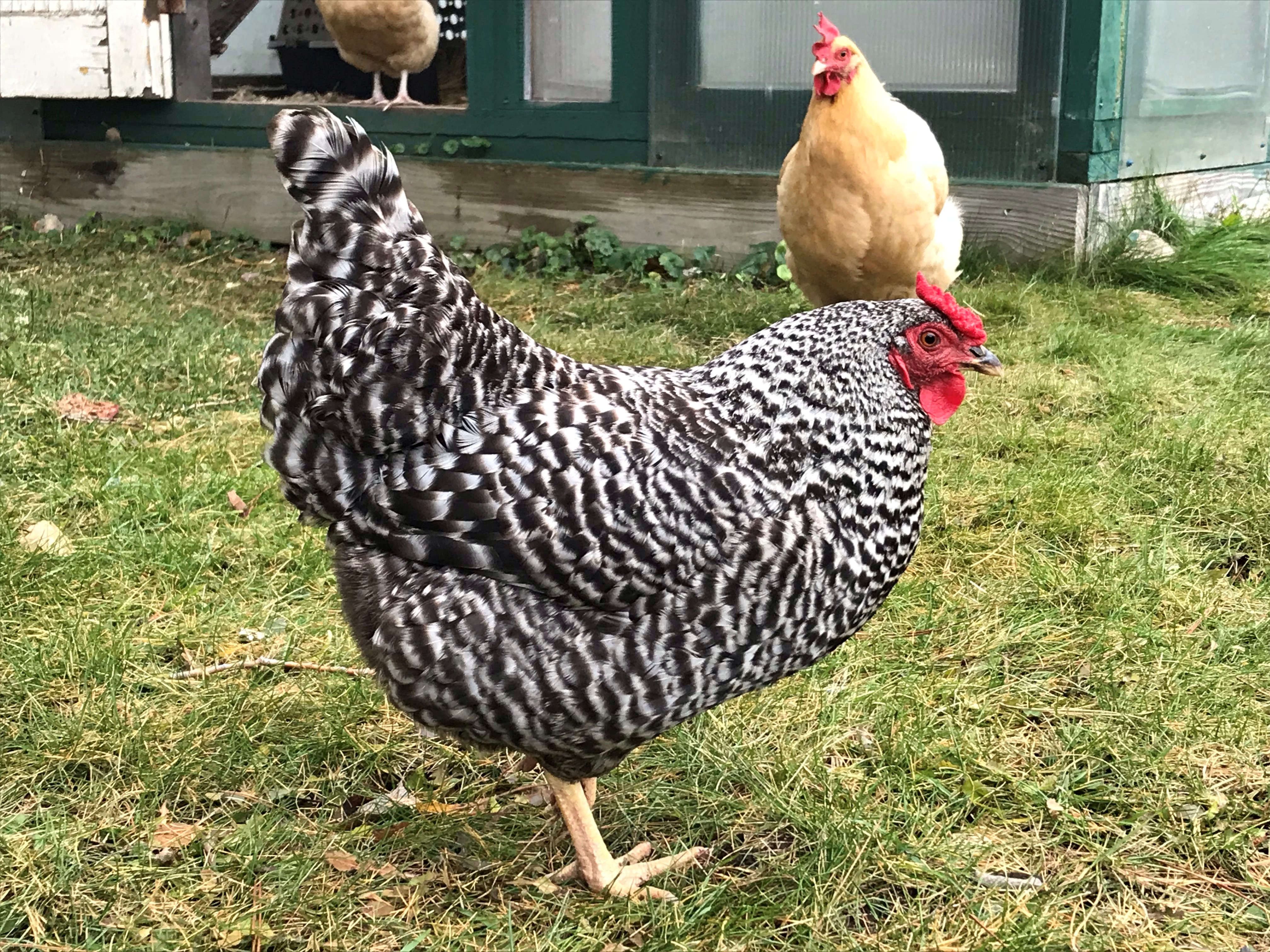 Dominique Chicken Breeds For Sale Cackle Hatchery