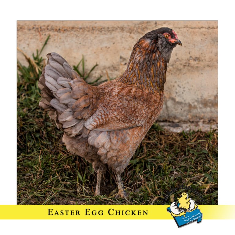 Easter Egger Chickens Baby Chicks For Sale Cackle Hatchery