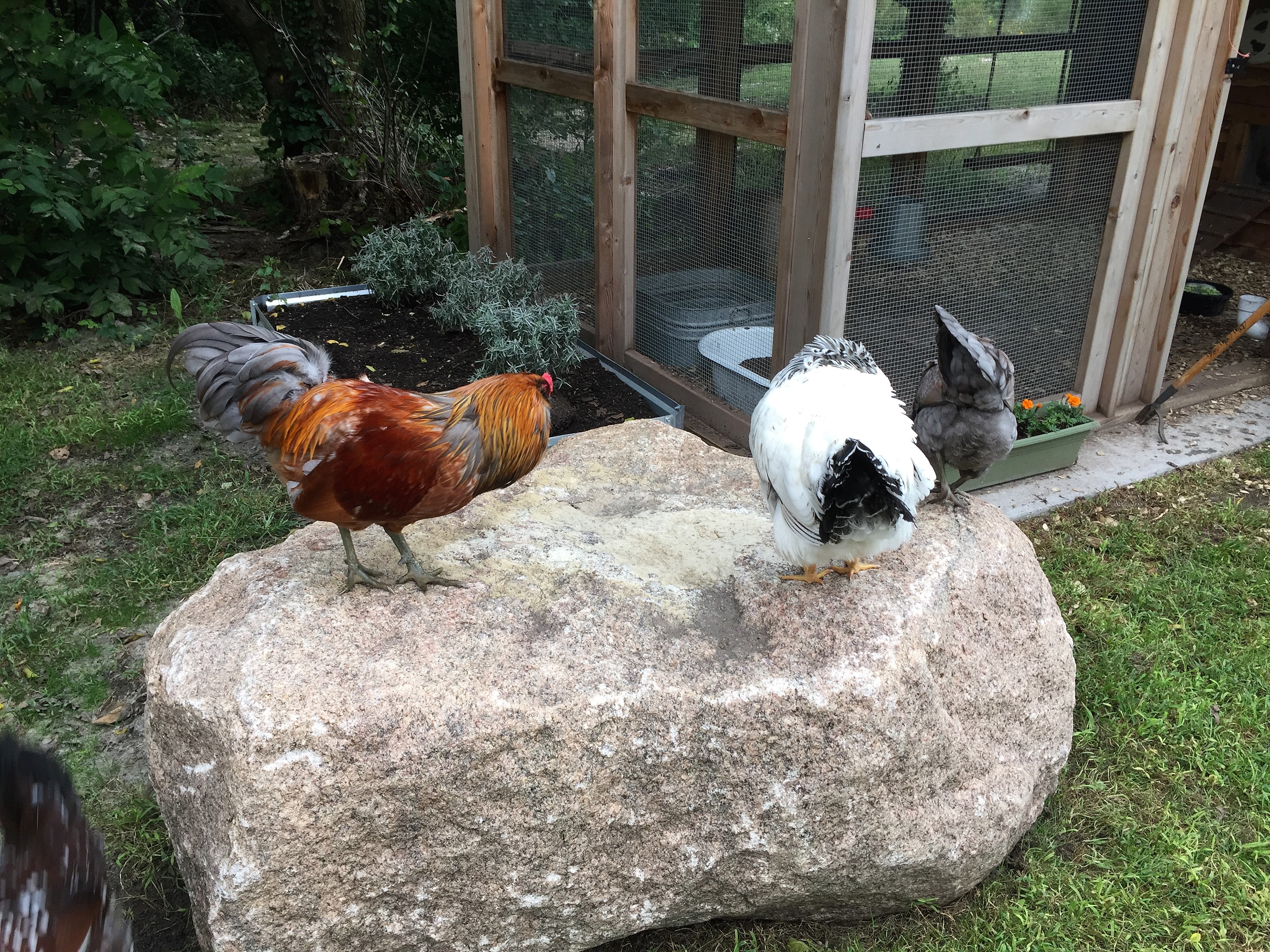 Easter Egger Chickens & Baby Chicks for Sale Cackle Hatchery