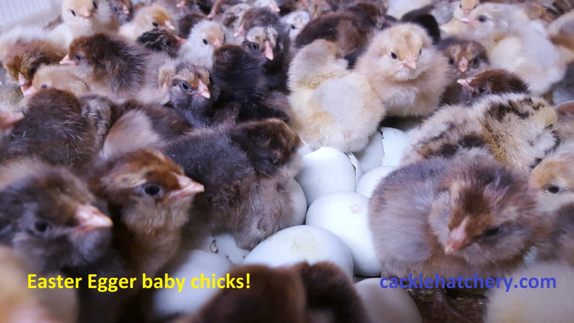 Easter Egger Chickens & Baby Chicks for Sale Cackle Hatchery