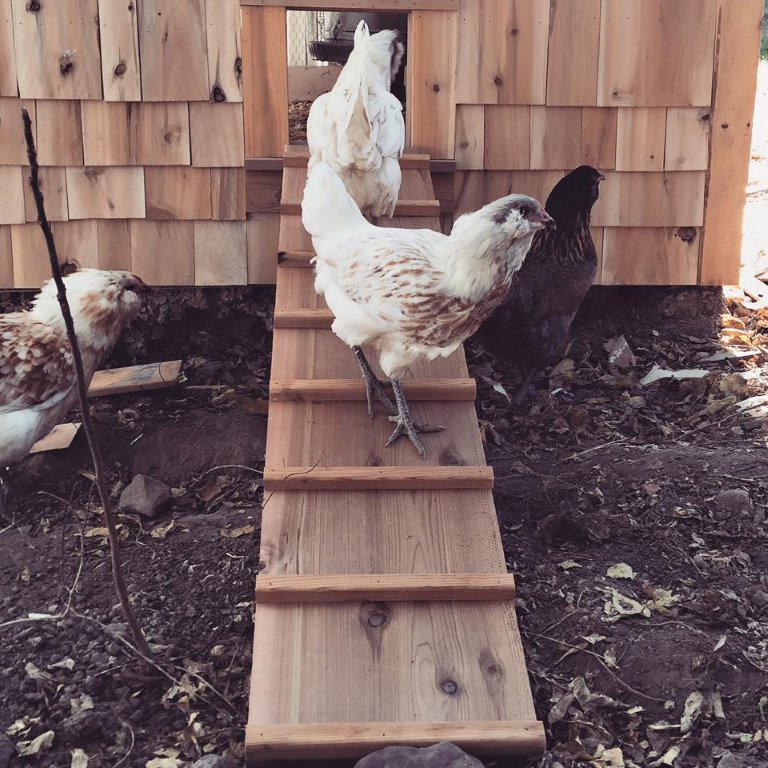 Easter Egger Chickens Baby Chicks For Sale Cackle Hatchery
