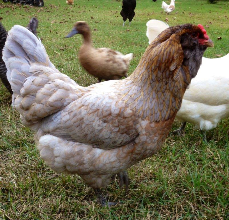 Easter Egger Chickens & Baby Chicks for Sale Cackle Hatchery