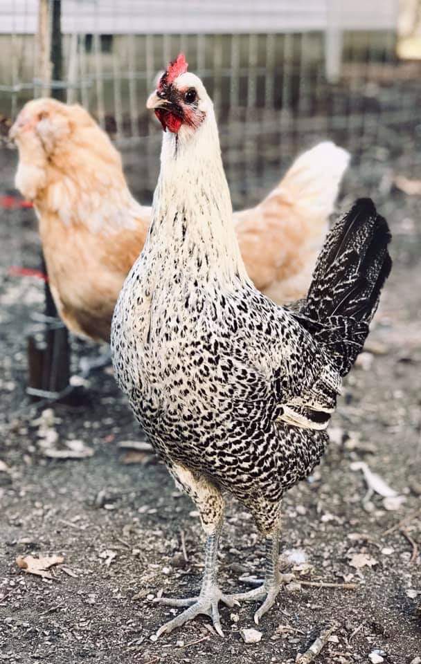Egyptian Fayoumis Chickens Day Old Chicks (Fowl) Cackle Hatchery