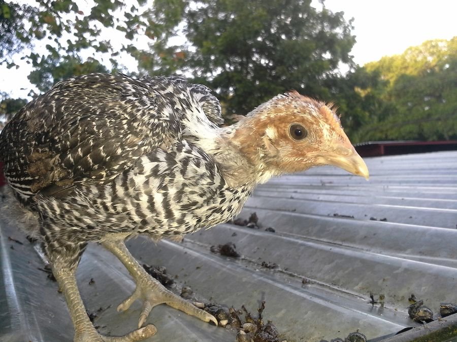 Egyptian Fayoumis Chickens Day Old Chicks Fowl Cackle Hatchery