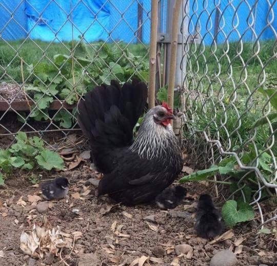 Gray Japanese Bantam Chickens for Sale | Cackle Hatchery